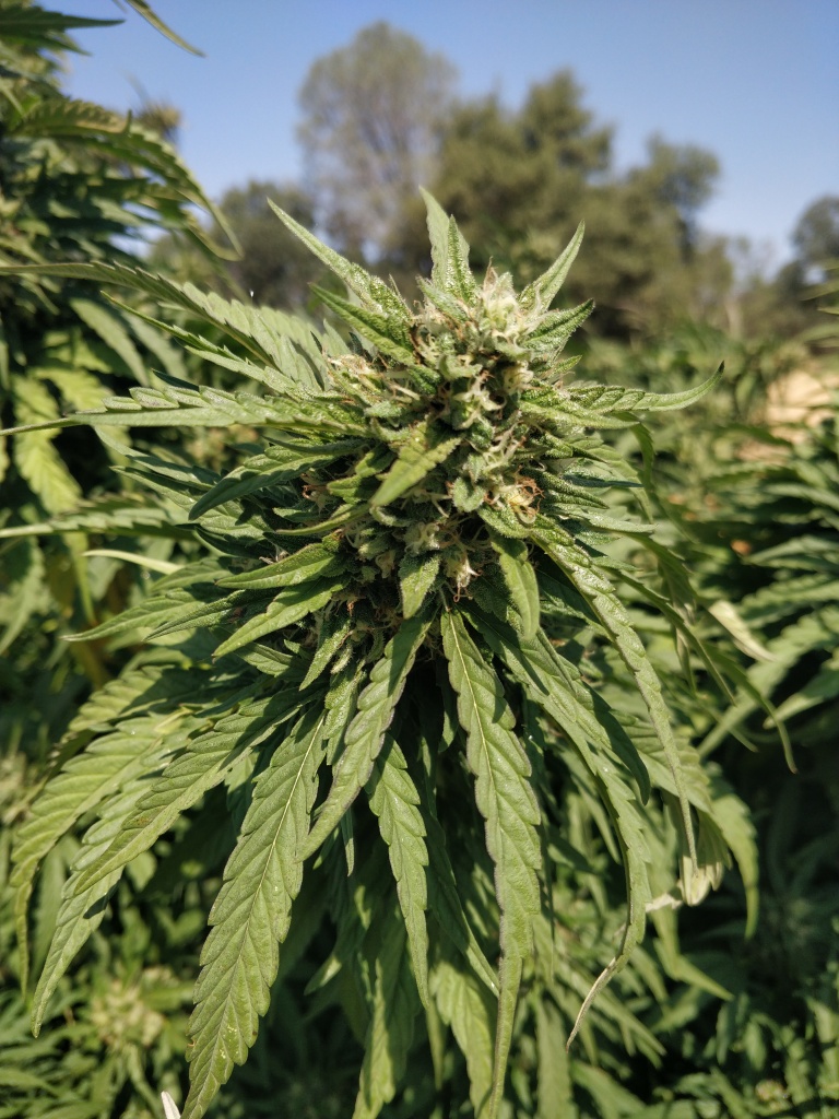 a close up of a marijuana bud on a plant