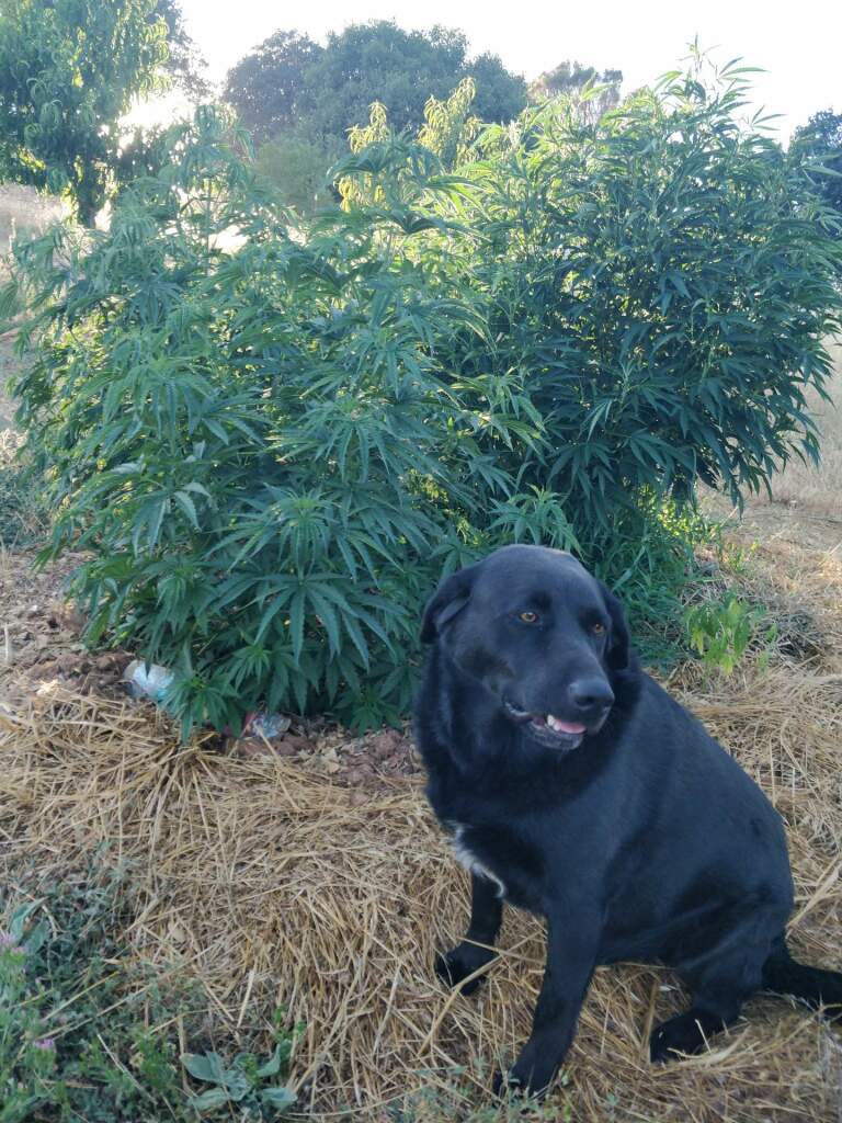 a black dog sits in front of a very large marijuana plant
