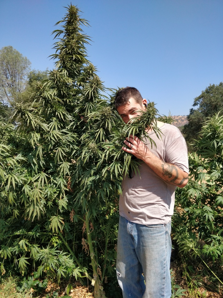 a man stands next to a large marijuana plant sniffing a bud