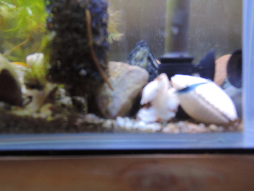 a blurry image of a blue freshwater shrimp in a tank