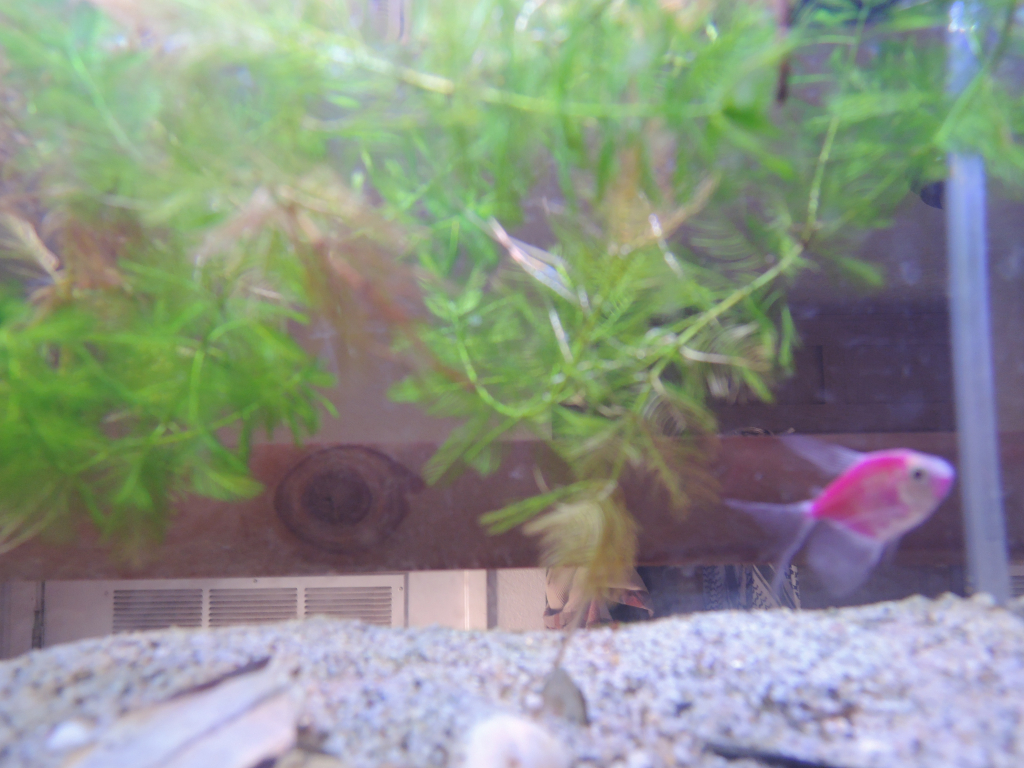 a pink fish in a tank swimming amongst green plants