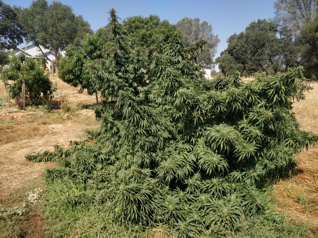 A very large marijuana plant