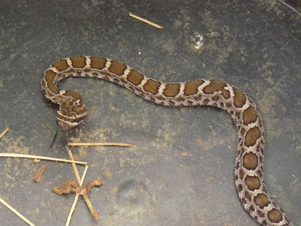 rattlesnake.JPG