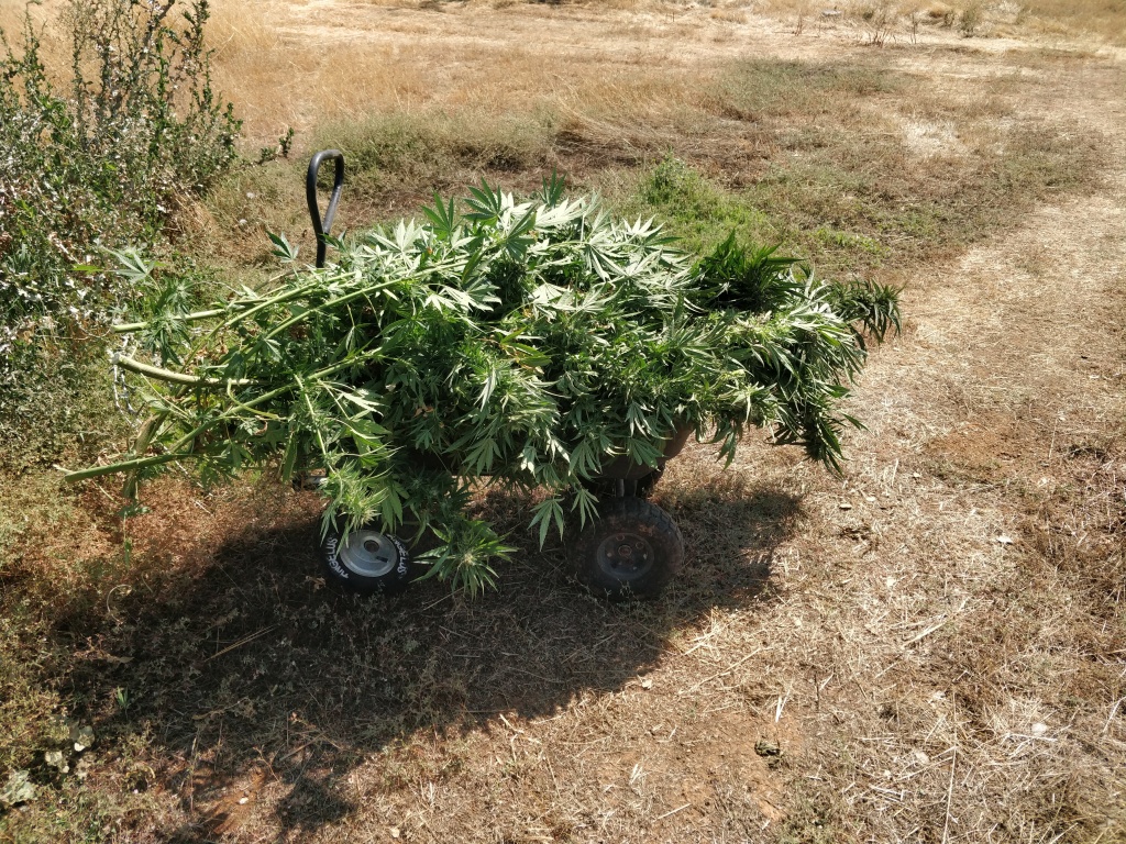 a wagon full of marijuana branches