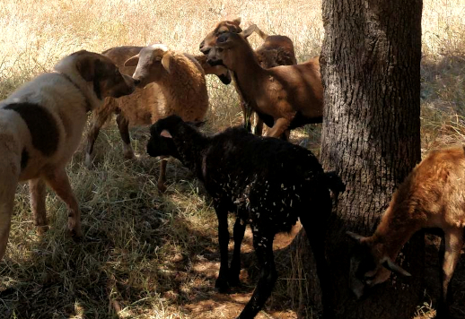 A large dog touches noses with a sheep as other sheep look on curiously